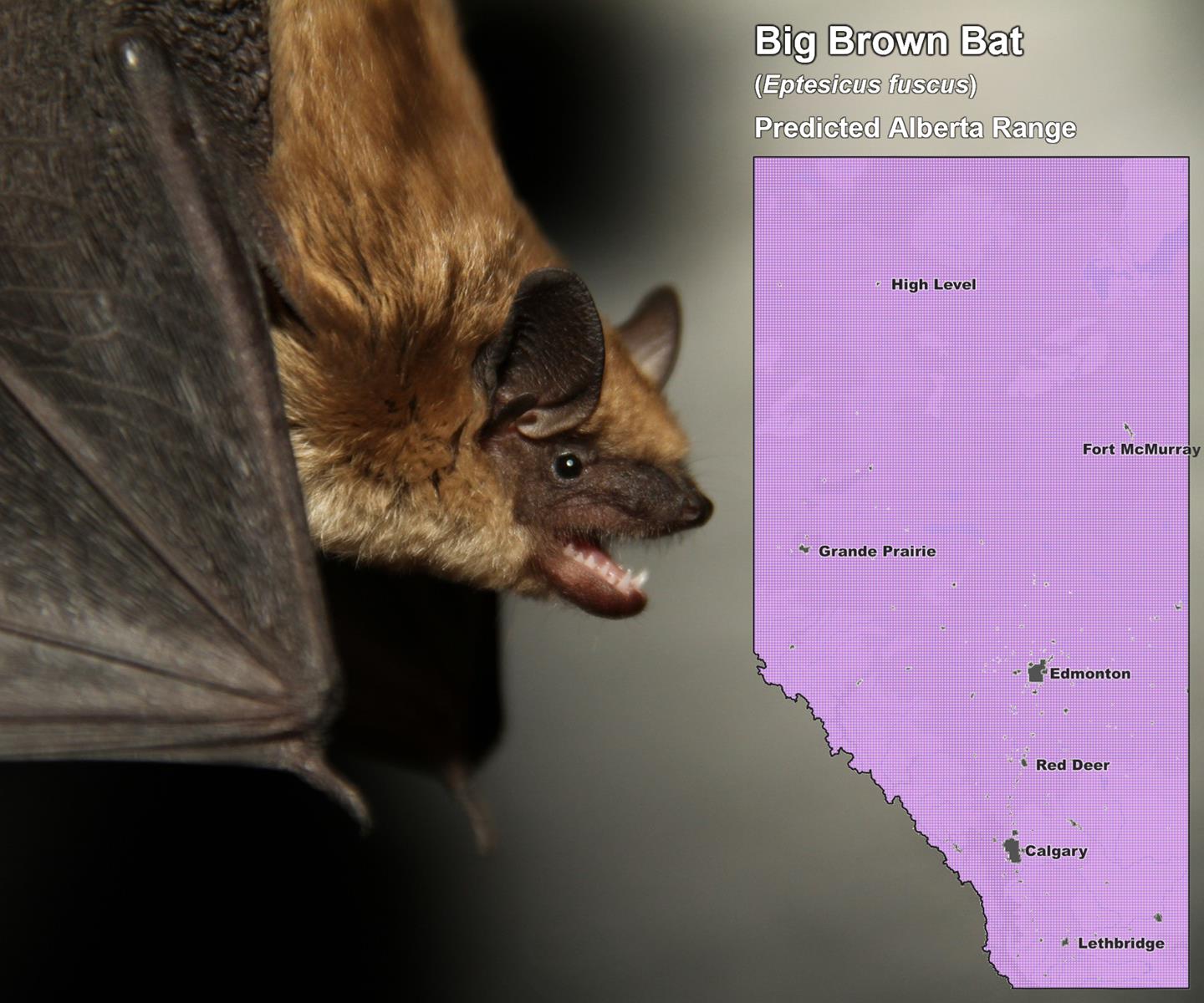 Big Brown Bat Alberta Range