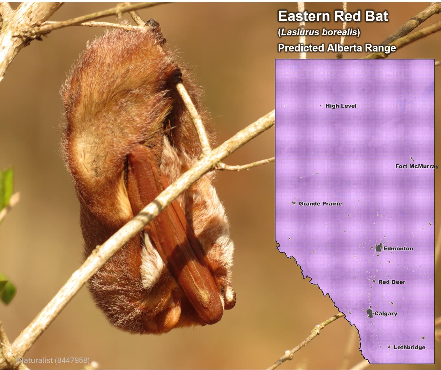 Eastern Red Bat Alberta Range