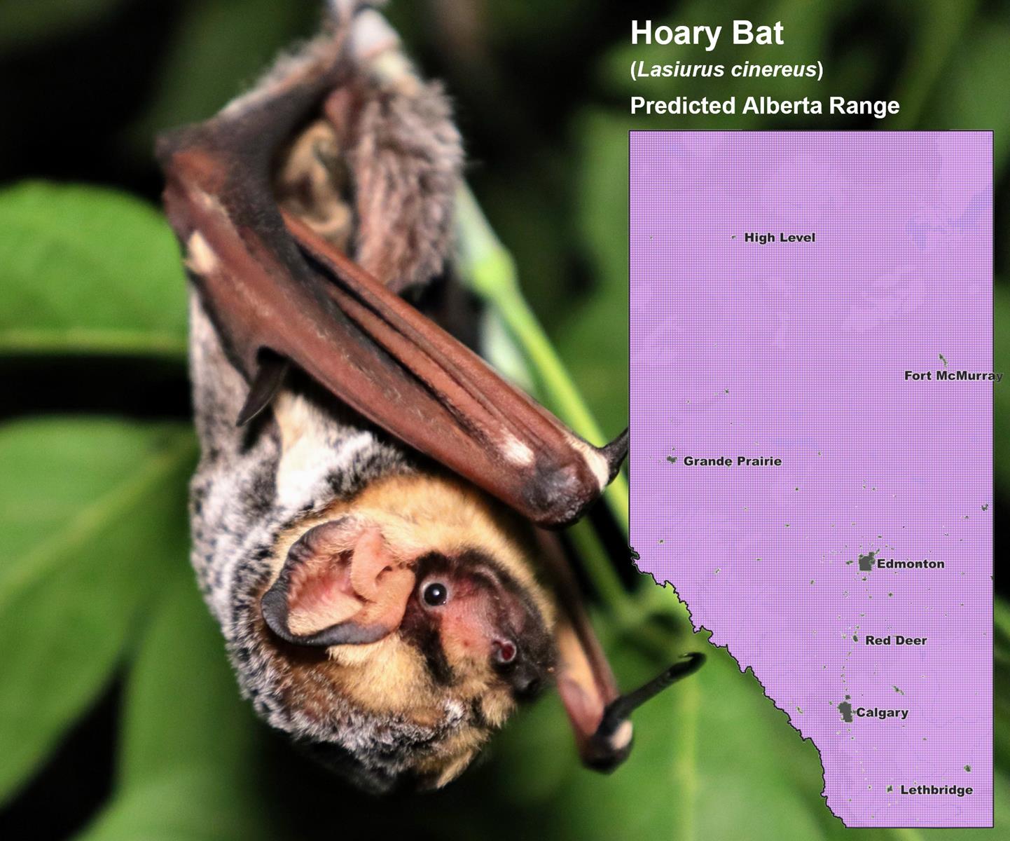 Hoary Bat Alberta Range