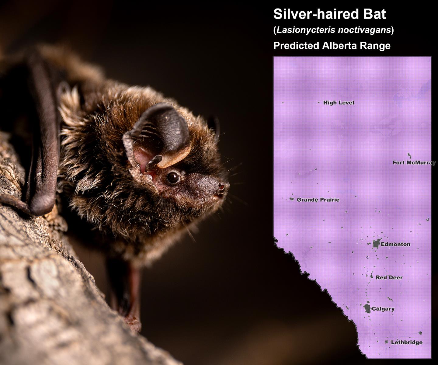 Silver-haired Bat Alberta Range