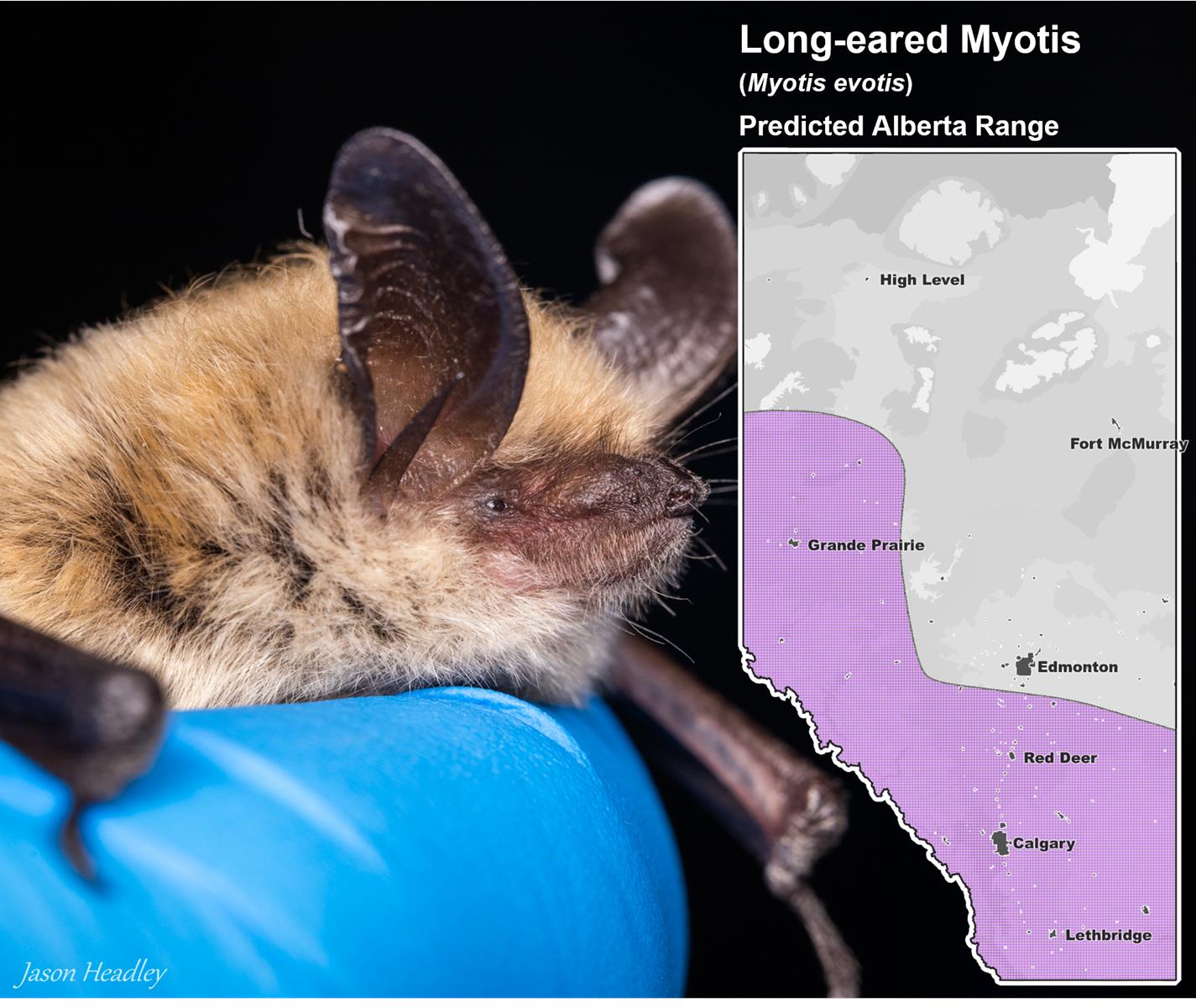 Long-eared Myotis Alberta Range