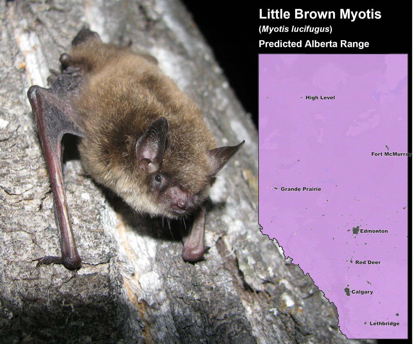 Little Brown Myotis Alberta Range