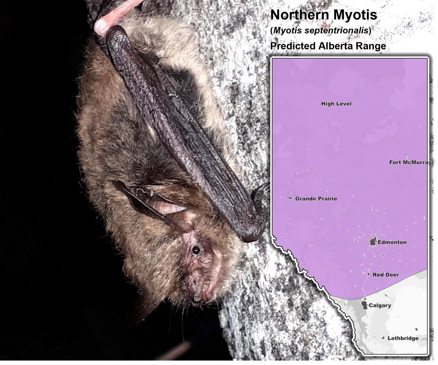 Northern Myotis Alberta Range