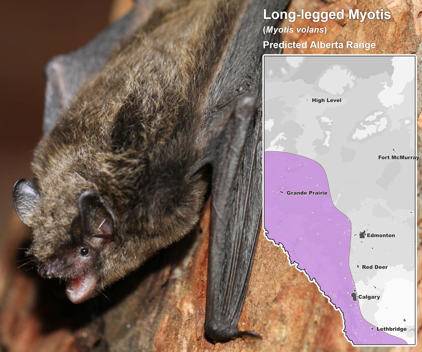 Long-legged Myotis Alberta Range