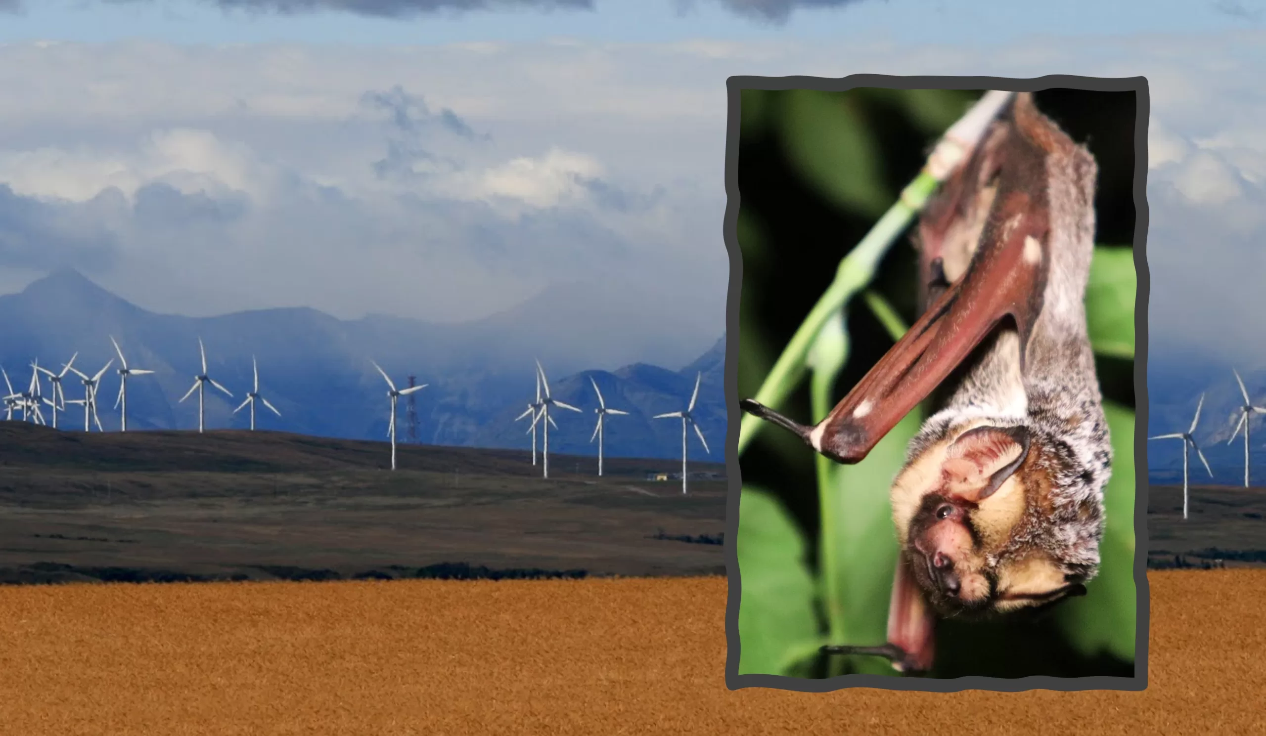 Wind Turbines And Bats Alberta Community Bat Program 6302